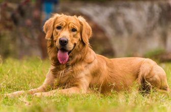 Canadian Golden Retriever: Pictures, Info, Care Guide & Traits