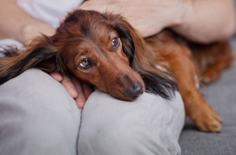 Why Do Dogs Thrive on Routine? The Interesting Answer!