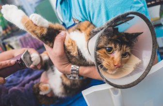 Here’s Why Declawing Cats Is Illegal in Australia