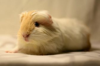 Why Do Guinea Pigs Purr? 5 Likely Reasons