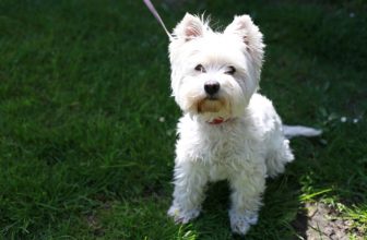 220 Popular and Unique West Highland White Terrier Names