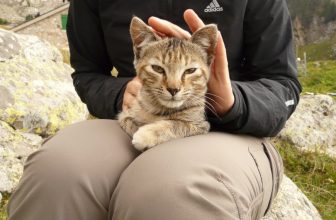 13 True Stories of Heroic Cats That Saved Their Owner’s Life