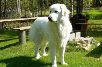 250+ Popular & Unique Great Pyrenees names