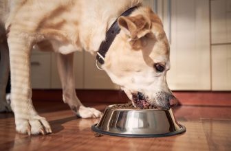 10 Best Inexpensive Dog Foods for Large Breeds in 2022 – Reviews & Top Picks