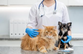 19 Pet Healthcare Statistics and Facts (Updated in 2022)