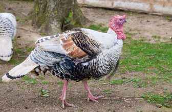 Do Turkeys Purr? The Interesting Answer!