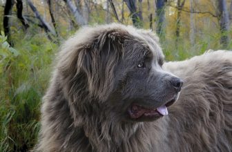 250+ Popular & Unique Newfoundland Names: Male & Female Ideas