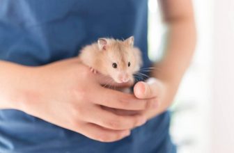 What Is the Ideal Temperature for Hamsters? (2022 Guide)
