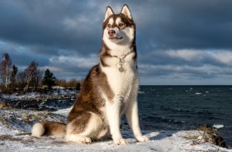 251 Popular & Unique Siberian Husky Names: Male and Female Ideas