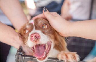 10 Dog Noises That Mean Your Dog Is Happy