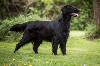 180+ Popular & Unique Flat-Coated Retriever Dog Names