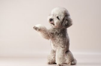 Silver Poodle: Facts, Origin & History (with Pictures)