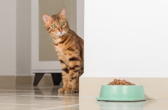 How Does Your Pet Choose Which Food They Like?