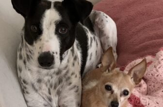 Why People Hate Dogs… And What We Should Do About It