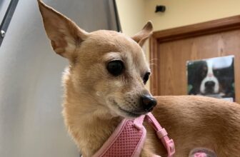 Is Your Dog Seeing Her Vet This Year? Why Dogs Need Annual Vet Visits