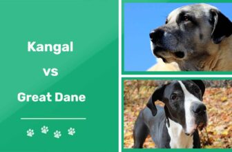 Kangal vs Great Dane (2023 Comparison): Which Should You Choose?