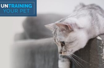 Save Your Furniture From Your Cat’s Claws