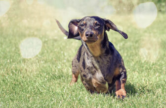 Can Dachshunds Run Fast? The Interesting Answer!