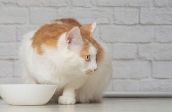 Obesity Is A Heavy Burden For Arthritic Cats