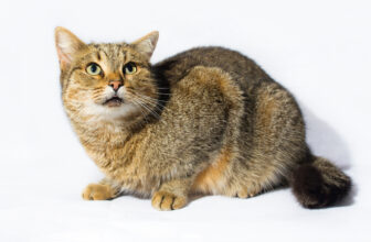 Stress Could Open Cats Up to Pandora Syndrome