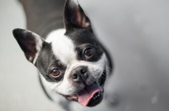 “Doggy Breath” Could Be a Sign of Kidney Failure