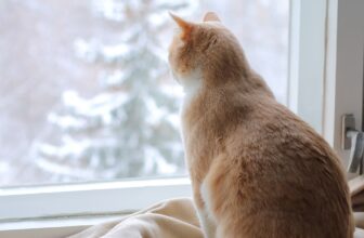 A Winter Survival Guide For Pets
