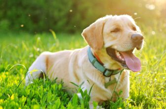 How To Reduce Your Dog’s Risk Of Heartworm