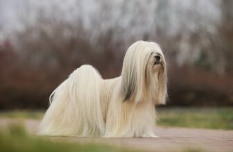 Exercise Caution with Brachycephalic Dog Breeds