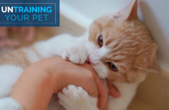 Stop Your Cat from Biting You