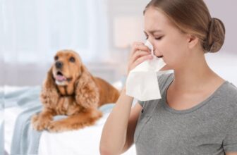 Are Cocker Spaniels Hypoallergenic? Facts & FAQ