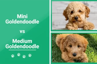 Mini vs Medium Goldendoodle: The Differences (With Pictures)