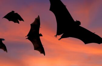 7 Myths About Rabies Infections in Dogs