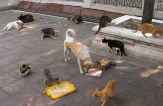 Change a Pet’s Life Day 2023: What and When Is It?