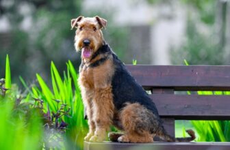 How Big Does an Airedale Terrier Get? With Growth & Weight Chart