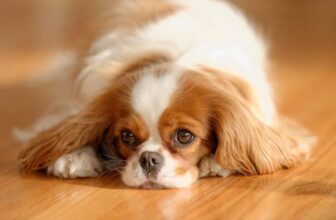 *NS – back to editorial*62 Dog Breeds That Start With C: Pictures, Facts & History