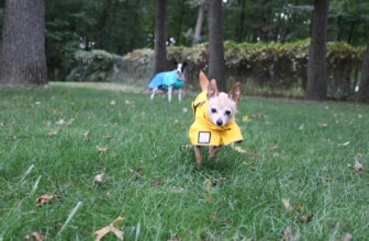 Should I Make My Dog Go Outside In The Rain? 🐾 Little Dog Tips