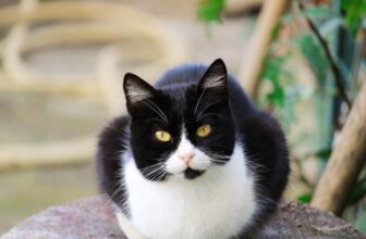 Tuxedo Cat: Pictures, Care Guide, Temperament & Traits