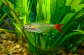 Bloodfin Tetra: Care Guide, Pictures, Tank Setup, and Info