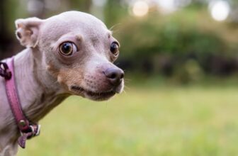 Signs Your Dog is Antisocial