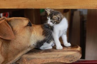 Rescuing a Rescue: Leo the Dog’s Journey