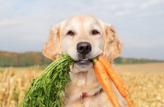 Fall Garden Safety for Dogs