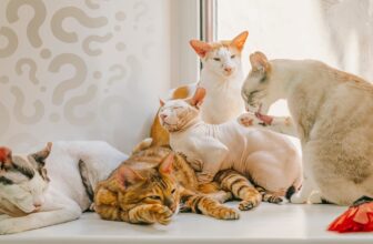 Cat Breed Questions You’ve Always Been Curious About