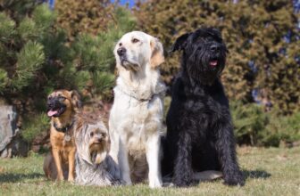 Dog Breed Questions You’ve Always Wondered About