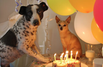 Happy Birthday, Matilda and Cow! What Keeps My Dogs Young At 9 Years Old 🐾 Little Dog Tips