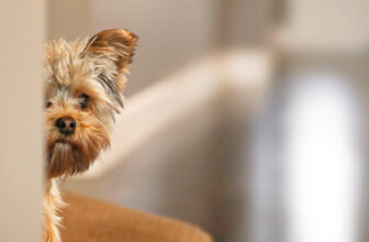 Why Is My Dog Scared of People?