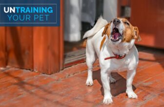 How to Stop Your Dog from Barking at the Doorbell