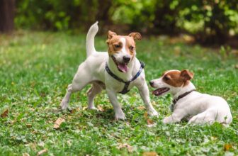 A Diamond Pet Foods Guide