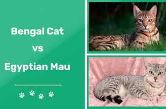 Bengal vs. Egyptian Mau: The Key Differences (With Pictures)