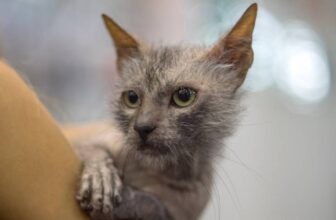 Lykoi Cat Price: How Much Do They Cost? 2023 Guide