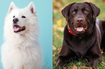 Samoyed Lab Mix: Pictures, Care, Info & More